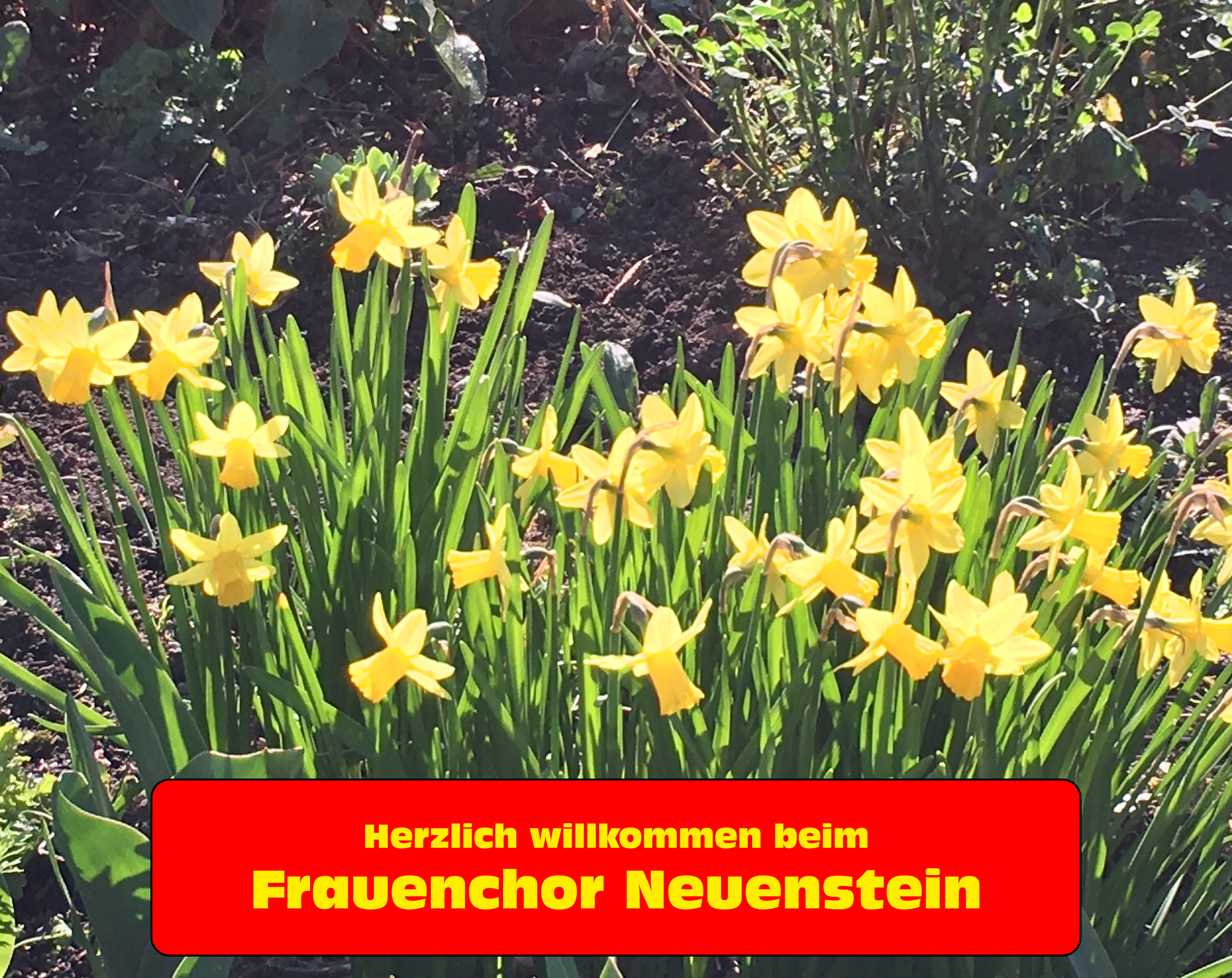 Herzlich Willkommen Osterglocken